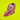 Sticker Alisha Lehmann, illustriert von Jill Metzger